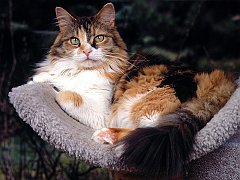 Patches, Maine Coon Mix